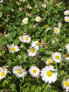 DSCF0007.jpg