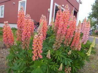 DSCF0432.jpg