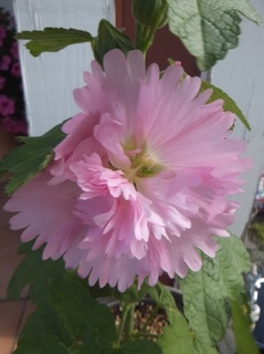 DSCF0513.jpg
