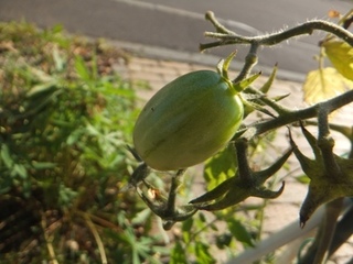 DSCF0521.jpg