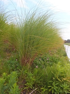 DSCF0630.jpg