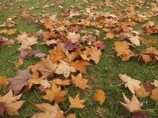 DSCF0779.jpg