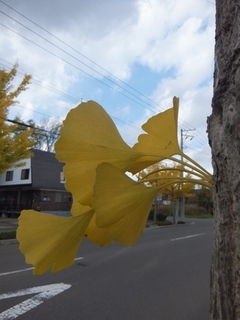 DSCF0797.jpg