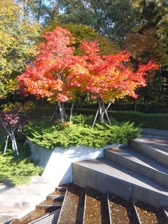 DSCF0806.jpg