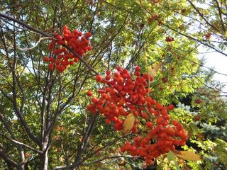 DSCF1405.jpg