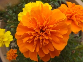 DSCF1910.jpg
