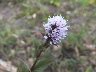 DSCF1923.jpg