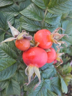 DSCF2038.jpg