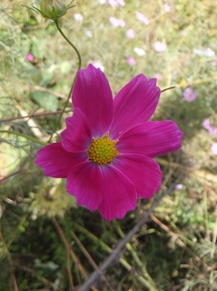 DSCF2231.jpg