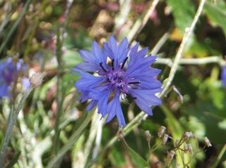 DSCF2232.jpg