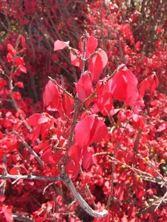 DSCF2238.jpg