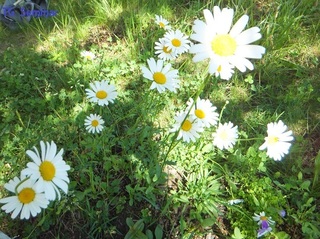 DSCF2863.jpg