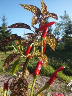 DSCF2929.jpg