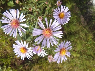 DSCF2930.jpg
