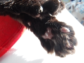 DSCF2942.jpg