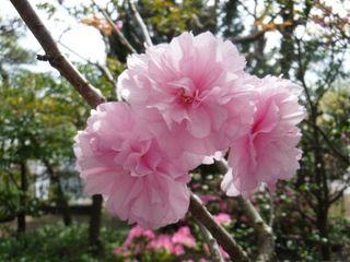 DSCF4370.jpg
