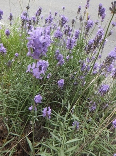 DSCF7649.jpg