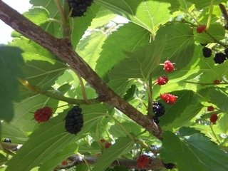 DSCF7673.jpg