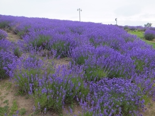 DSCF7684.jpg