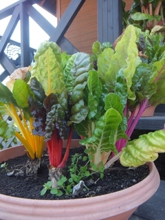 DSCF7800.jpg