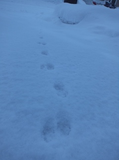 DSCF8966.jpg