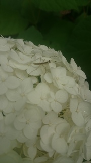DSC_0170.jpg